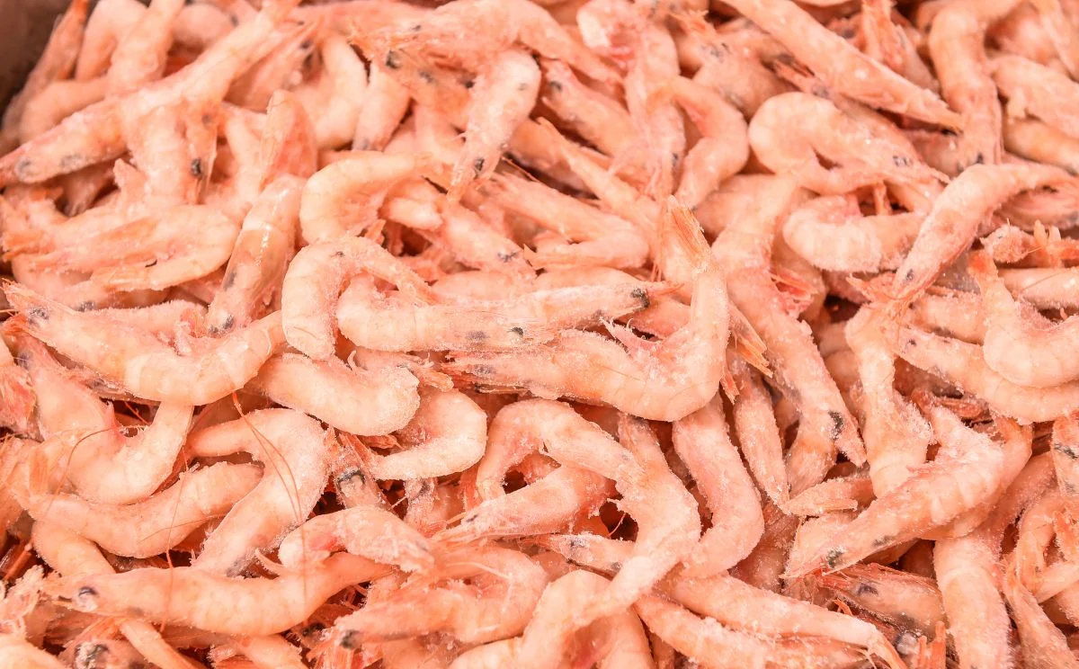 Gamba Arrocera