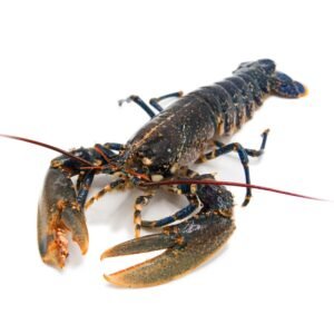 Bogavante Azul