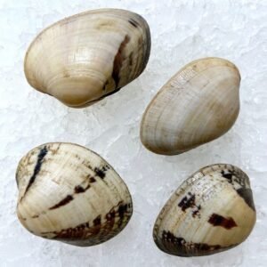 Almeja Babosa Gallega