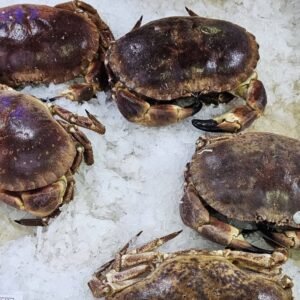 Buey de Mar Vivo