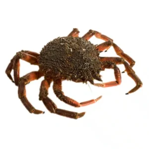 Centolla Gallega