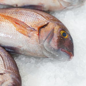 Pargo de Costa