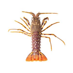 Langosta Roja