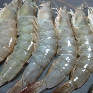 Langostino Crudo Gordo