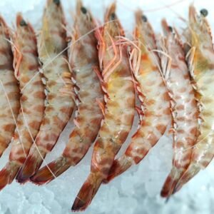 Langostino Tigre