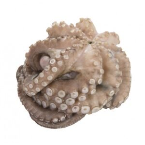 Pulpo Crudo